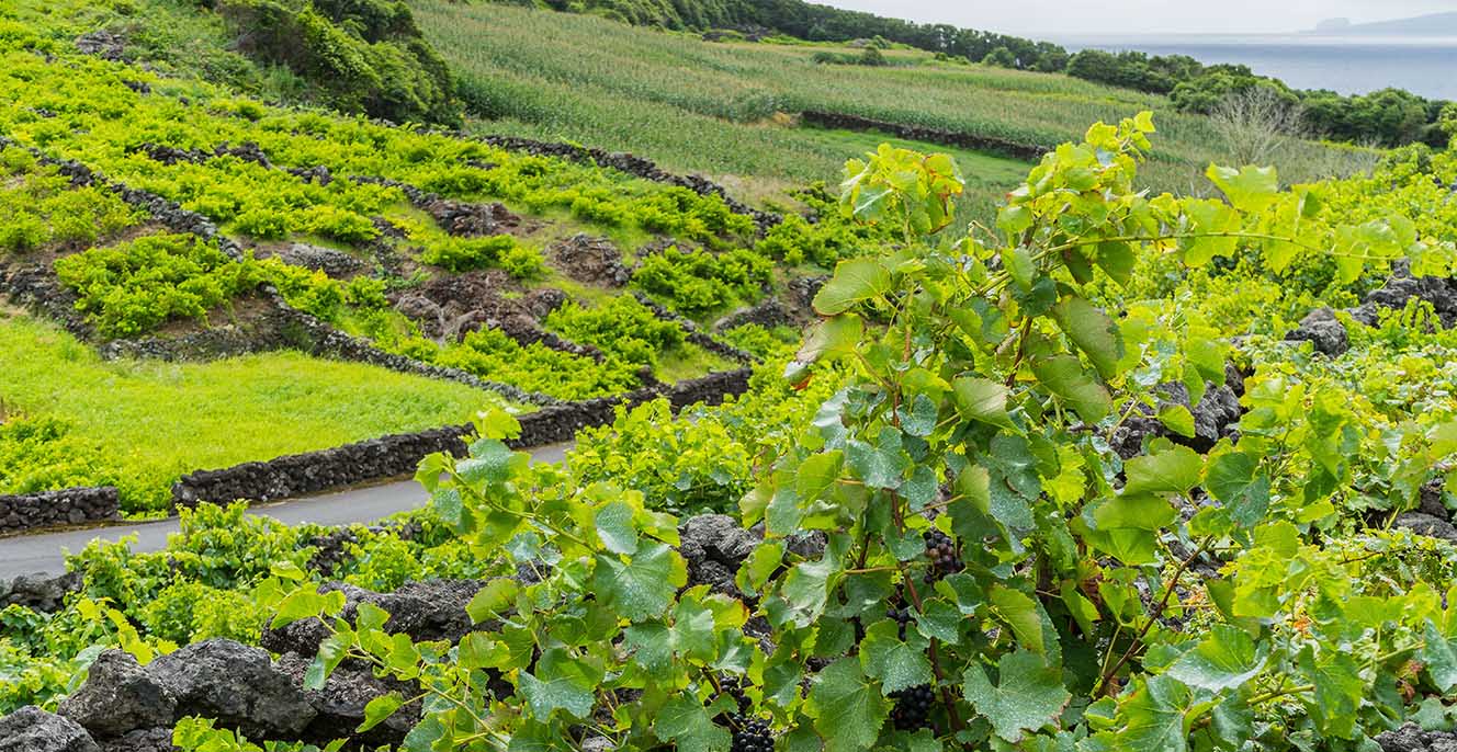 23 daagse Eilandhop naar Azoren en Madeira Afbeelding